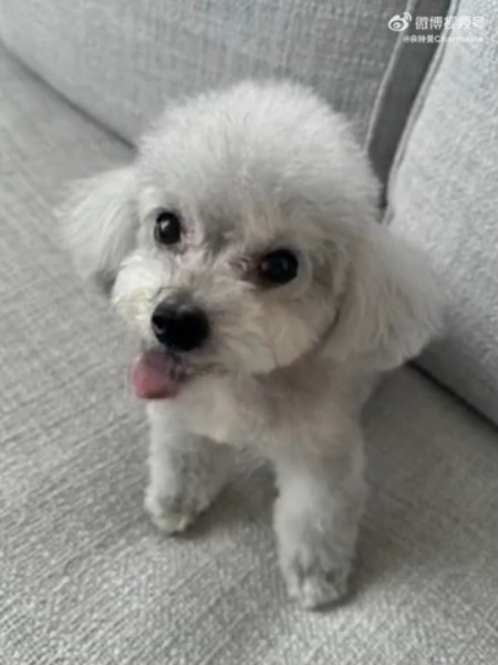佘诗曼的爱犬日前离世。